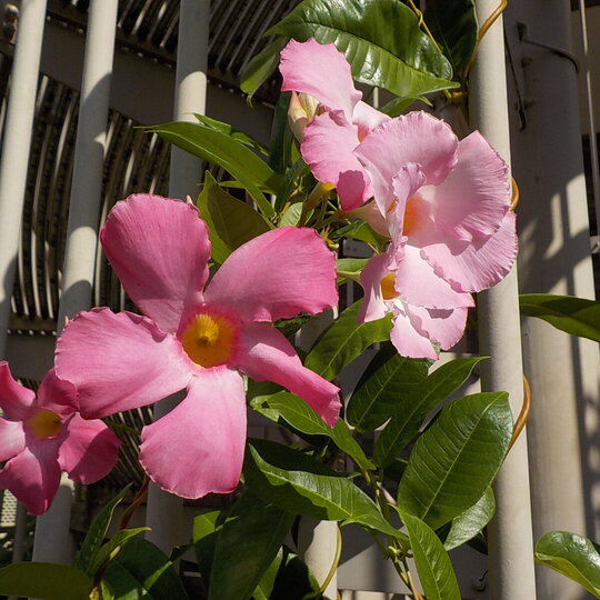 ブログ記事のイメージ画像